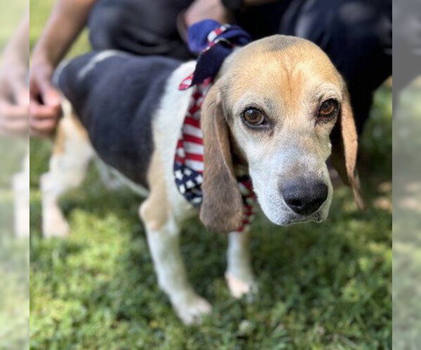 Medium Photo #1 Beagle-Unknown Mix Puppy For Sale in Warrenton, VA, USA