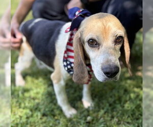 Beagle-Unknown Mix Dogs for adoption in Warrenton, VA, USA
