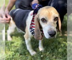 Small Beagle Mix