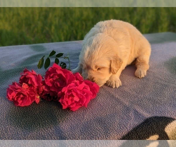 Medium Photo #22 Golden Retriever Puppy For Sale in WOOSTER, OH, USA