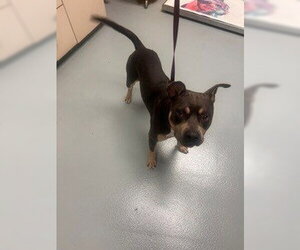 Staffordshire Bull Terrier Dogs for adoption in St. Cloud, FL, USA