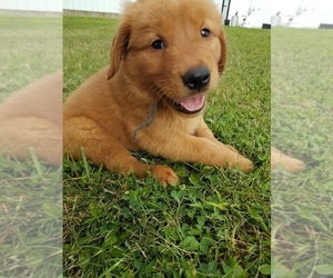 Golden Retriever Puppy for sale in WAYNESFIELD, OH, USA