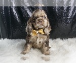 Small Photo #109 Cocker Spaniel Puppy For Sale in WARSAW, IN, USA