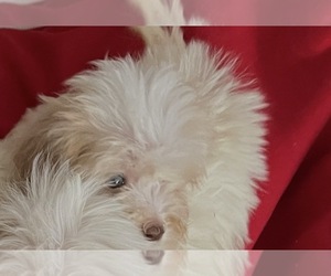 Maltipoo (Miniature) Puppy for sale in VENETA, OR, USA