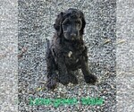 Small Photo #3 Goldendoodle Puppy For Sale in STATESVILLE, NC, USA