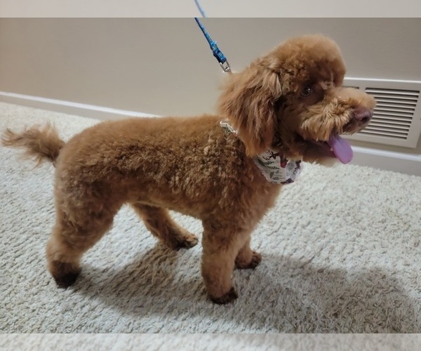 Medium Photo #1 Poodle (Miniature) Puppy For Sale in ELKHORN, NE, USA