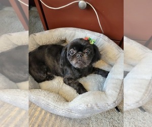 Mother of the Shih Tzu puppies born on 10/08/2025