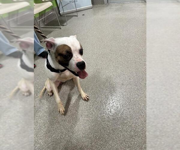 Medium Photo #1 Mutt Puppy For Sale in Louisville, KY, USA