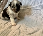 Small Photo #13 Miniature Australian Shepherd Puppy For Sale in TONASKET, WA, USA