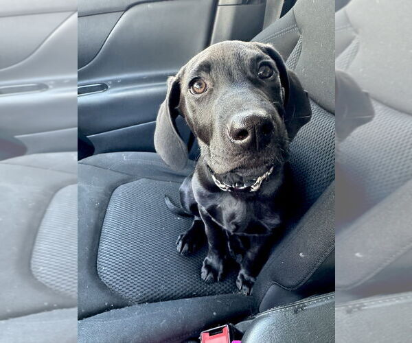 Medium Photo #19 Labrador Retriever-Unknown Mix Puppy For Sale in Brewster, NY, USA