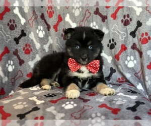 Pomsky Puppy for sale in LAKELAND, FL, USA