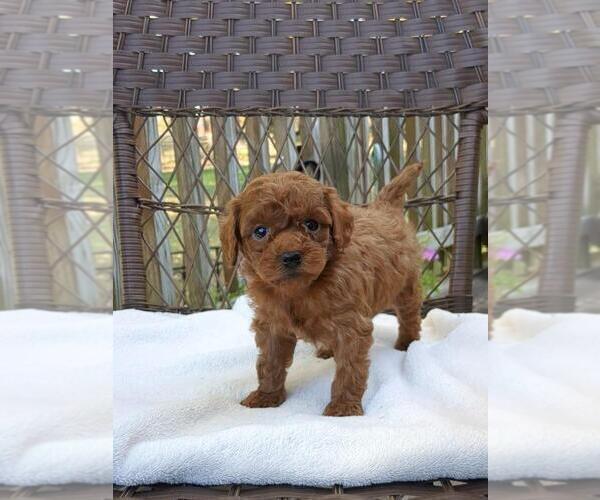 Medium Photo #19 Cock-A-Poo-Poodle (Miniature) Mix Puppy For Sale in SALEM, MO, USA