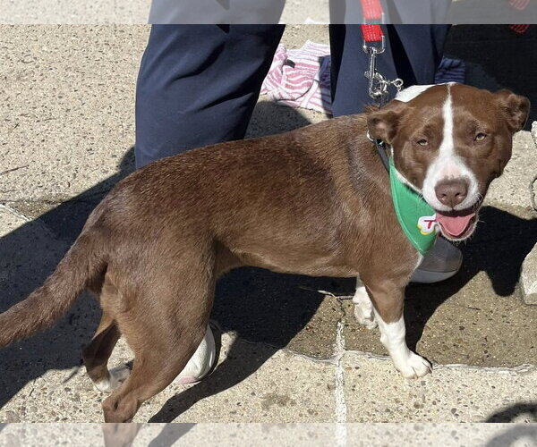 Medium Photo #15 Collie-Unknown Mix Puppy For Sale in Mount Laurel, NJ, USA