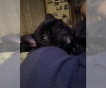 Small Photo #11 French Bulldog-Frenchie Pug Mix Puppy For Sale in DAYTON, OH, USA
