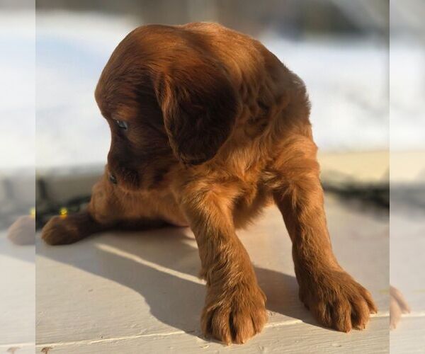 Medium Photo #4 Irish Doodle (Miniature) Puppy For Sale in NEW HOLLAND, PA, USA
