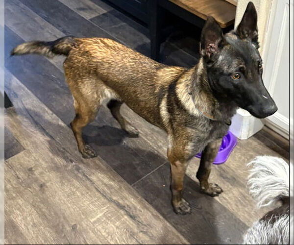 Medium Photo #4 Mutt Puppy For Sale in Salt Lake City, UT, USA