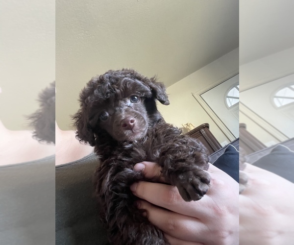 Medium Photo #19 Poodle (Toy) Puppy For Sale in HAYWARD, CA, USA