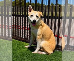 Lainey - Female Siberian Husky-Unknown Mix Dog for Adoption - Photo #10