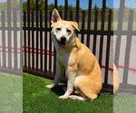 Small #9 Siberian Husky Mix