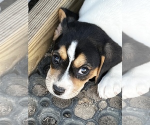 Beaglier Puppy for Sale in AIKEN, South Carolina USA