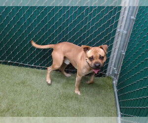 Pug Dogs for adoption in Downey, CA, USA