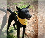 Small #7 Labrador Retriever Mix