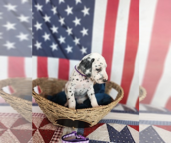Medium Photo #35 Dalmatian Puppy For Sale in VASSALBORO, ME, USA