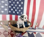 Small Photo #35 Dalmatian Puppy For Sale in VASSALBORO, ME, USA