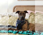 Small #2 Boxer-Dutch Shepherd  Mix