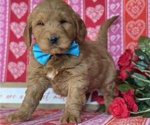 Goldendoodle (Miniature) Puppy for sale in LANCASTER, PA, USA