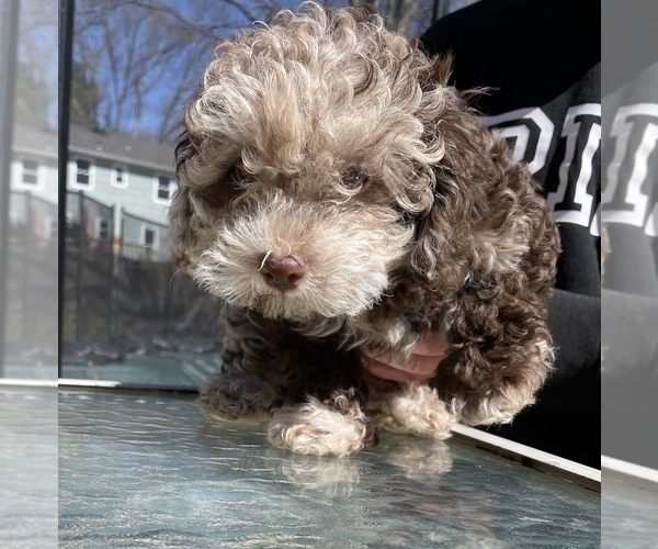 Medium Photo #4 Lhasa Apso-Poodle (Standard) Mix Puppy For Sale in E BRUNSWICK, NJ, USA
