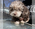 Small Photo #4 Lhasa Apso-Poodle (Standard) Mix Puppy For Sale in E BRUNSWICK, NJ, USA