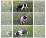 Small #4 Boston Terrier