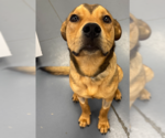 Small #4 Labrador Retriever Mix