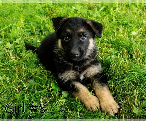 Medium Photo #3 German Shepherd Dog Puppy For Sale in LAKEVILLE, OH, USA