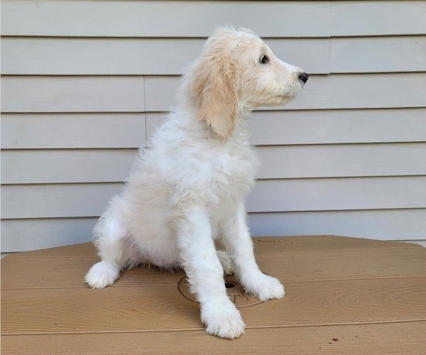 Medium Photo #9 Goldendoodle Puppy For Sale in TAYLORVILLE, IL, USA