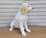 Small Photo #9 Goldendoodle Puppy For Sale in TAYLORVILLE, IL, USA