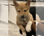 Small Photo #2 Shiba Inu Puppy For Sale in BRONX, NY, USA
