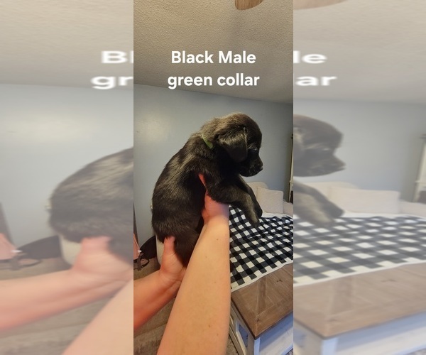 Medium Photo #4 Labrador Retriever Puppy For Sale in CHATHAM, IL, USA