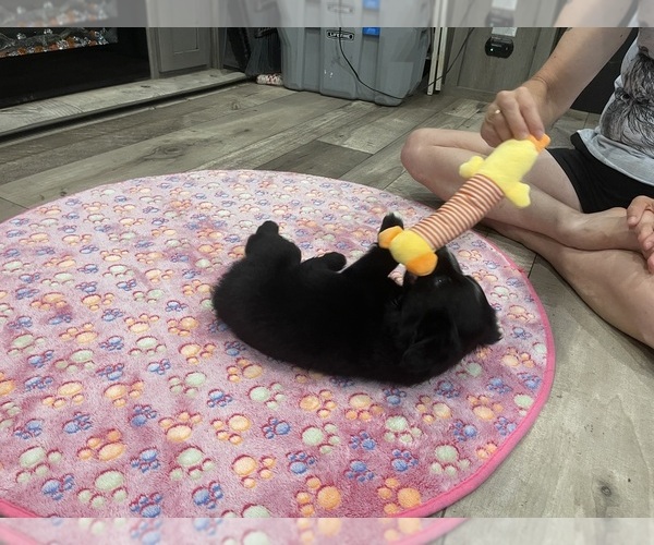 Medium Photo #23 Miniature Australian Shepherd Puppy For Sale in TERRELL, TX, USA