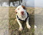 Small #10 Bulldog-Labrador Retriever Mix