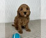 Small #4 Cavapoo