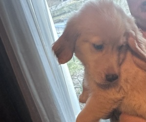 Medium Golden Retriever