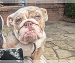 Small Photo #1 Bulldog Puppy For Sale in MARIETTA, GA, USA