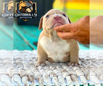Small Photo #2 American Bully Puppy For Sale in MIAMI, FL, USA