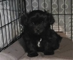 Puppy 1 Cavapoo