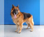 Small #1 German Shepherd Dog