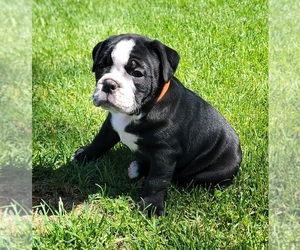 Olde English Bulldogge Puppy for sale in ATHOL, ID, USA
