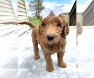 Goldendoodle Puppy for sale in DELAWARE, OH, USA