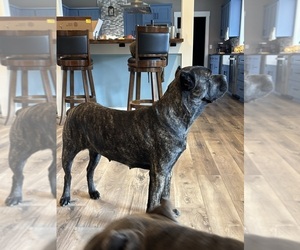 Mother of the Cane Corso puppies born on 05/01/2026